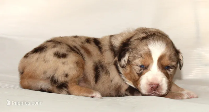 Dawn – Australian Shepherd puppy for sale in Cookeville, TN