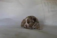 Dawn, a female Australian Shepherd for sale in Cookeville, TN – Photo 7 of 10