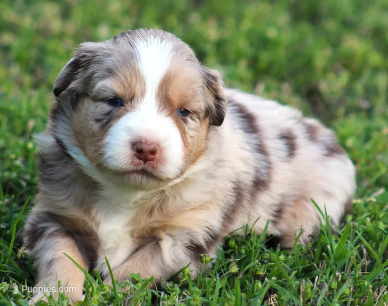 Dawn – Australian Shepherd puppy for sale in Cookeville, TN
