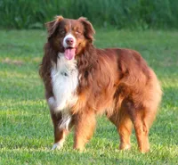 Dawn, a female Australian Shepherd for sale in Cookeville, TN – Photo 9 of 10