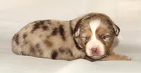 Dawn, a female Australian Shepherd for sale in Cookeville, TN – Photo 3 of 10