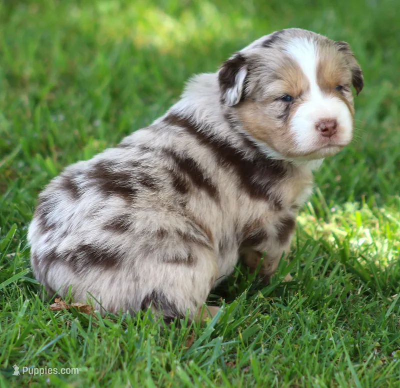 Dawn – Australian Shepherd puppy for sale in Cookeville, TN