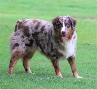 Dawn, a female Australian Shepherd for sale in Cookeville, TN – Photo 8 of 10