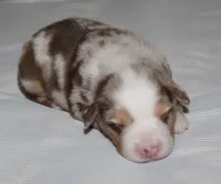Sydney, a female Australian Shepherd for sale in Cookeville, TN – 6 of 10