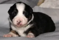Josie, a female Australian Shepherd for sale in Cookeville, TN – 2 of 8
