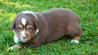Kinsey, a female Australian Shepherd for sale in Cookeville, TN – 7 of 10