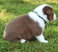 Scout, a male Australian Shepherd for sale in Cookeville, TN – 5 of 9