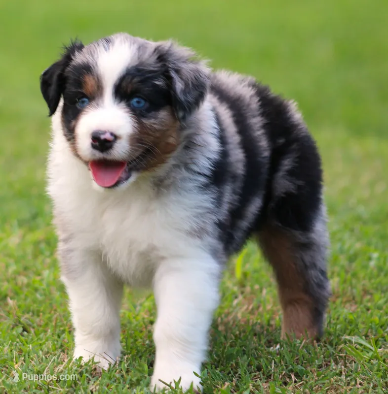 Savannah – Australian Shepherd puppy for sale in Cookeville, TN