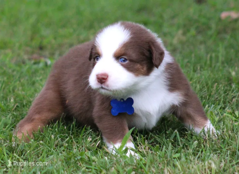 Shane – Australian Shepherd puppy for sale in Cookeville, TN