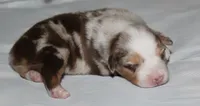 Sydney, a female Australian Shepherd for sale in Cookeville, TN – 7 of 10