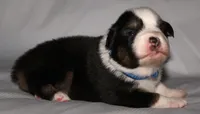 Jenna, a female Australian Shepherd for sale in Cookeville, TN – 4 of 9