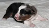 Savannah, a female Australian Shepherd for sale in Cookeville, TN – 6 of 10