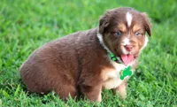 Kinsey, a female Australian Shepherd for sale in Cookeville, TN – 3 of 10