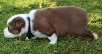 Scout, a male Australian Shepherd for sale in Cookeville, TN – 4 of 9