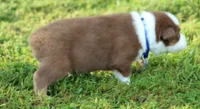 Shane, a male Australian Shepherd for sale in Cookeville, TN – 6 of 10