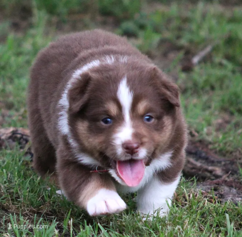 Ellie – Australian Shepherd puppy for sale in Cookeville, TN