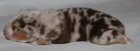 Sydney, a female Australian Shepherd for sale in Cookeville, TN – 2 of 10