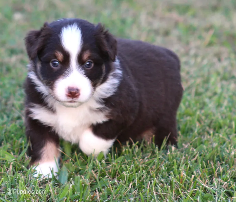 Harlie – Australian Shepherd puppy for sale in Cookeville, TN