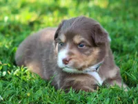 Harper, a female Australian Shepherd for sale in Cookeville, TN – 2 of 7