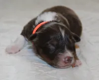 Asher, a male Australian Shepherd for sale in Cookeville, TN – 3 of 8