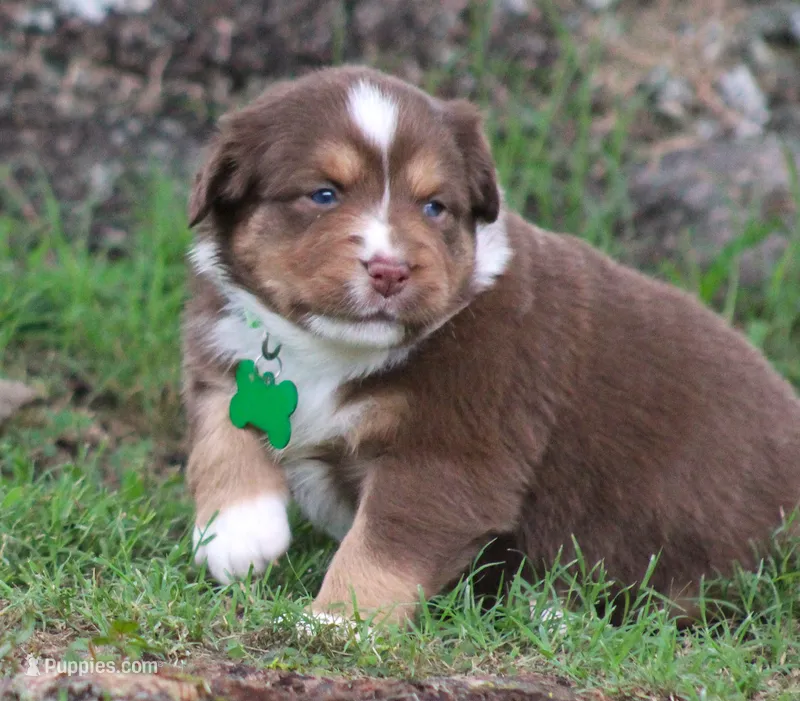 Kinsey – Australian Shepherd puppy for sale in Cookeville, TN