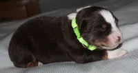 Harlie, a female Australian Shepherd for sale in Cookeville, TN – 3 of 10