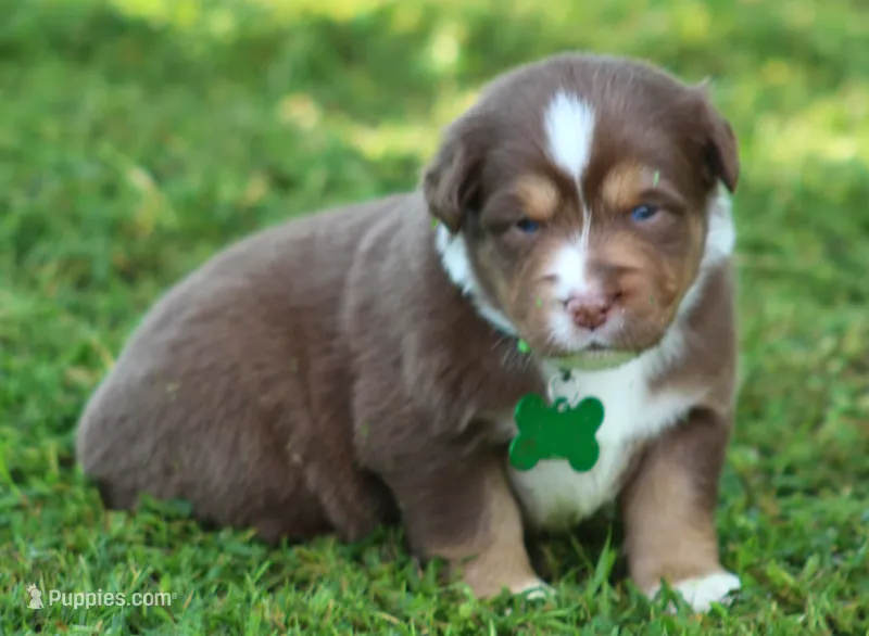 Kinsey – Australian Shepherd puppy for sale in Cookeville, TN