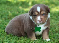 Kinsey, a female Australian Shepherd for sale in Cookeville, TN – 1 of 10