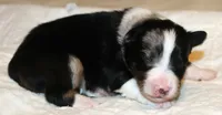 Dixie, a female Australian Shepherd for sale in Cookeville, TN – 2 of 10