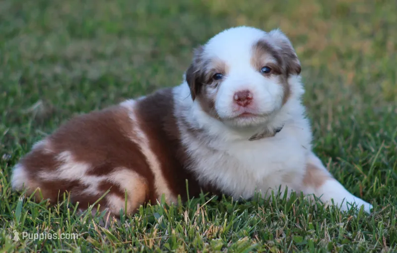 Tucker – Australian Shepherd puppy for sale in Cookeville, TN
