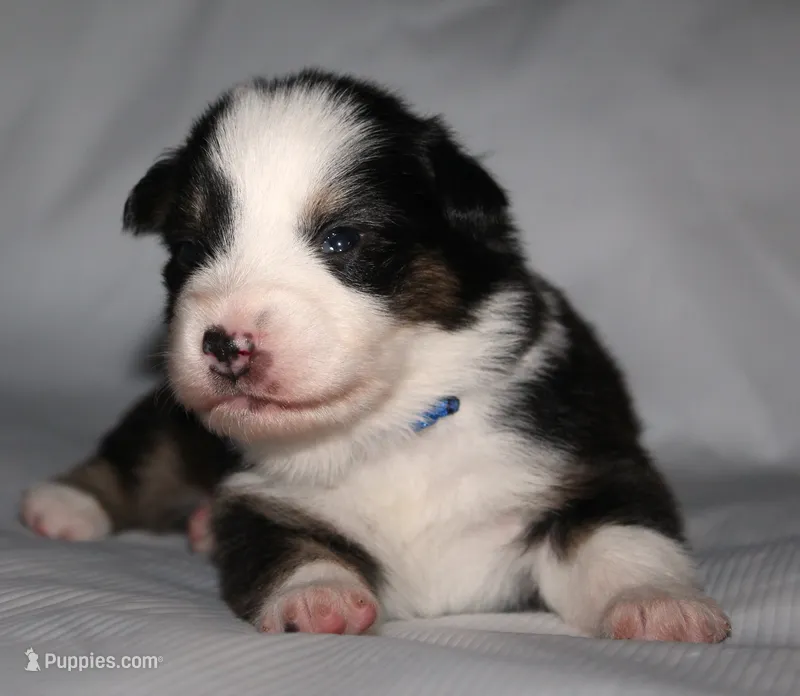 Jenna – Australian Shepherd puppy for sale in Cookeville, TN