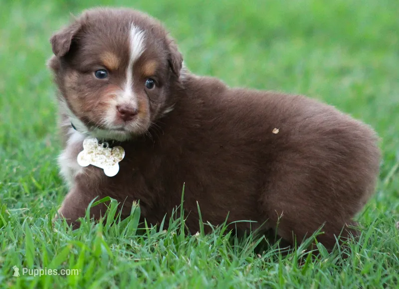 springer – Australian Shepherd puppy for sale in Cookeville, TN