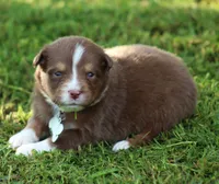springer, a male Australian Shepherd for sale in Cookeville, TN – 5 of 9
