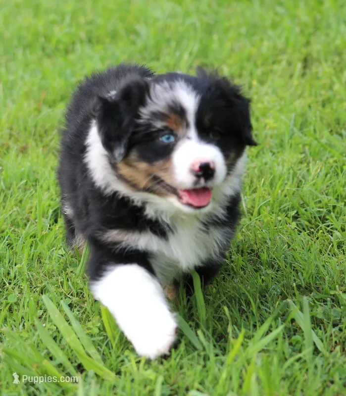 Dixie – Australian Shepherd puppy for sale in Cookeville, TN