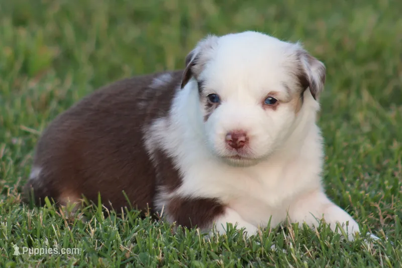 Roxy – Australian Shepherd puppy for sale in Cookeville, TN