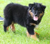 Jackson, a male Australian Shepherd for sale in Cookeville, TN – 1 of 9