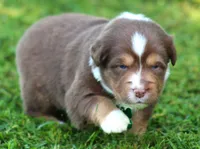 Kinsey, a female Australian Shepherd for sale in Cookeville, TN – 2 of 10