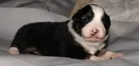 Josie, a female Australian Shepherd for sale in Cookeville, TN – 6 of 8