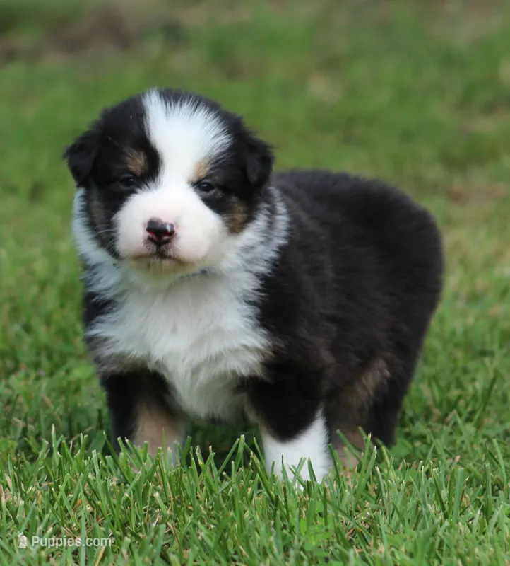 Jenna – Australian Shepherd puppy for sale in Cookeville, TN