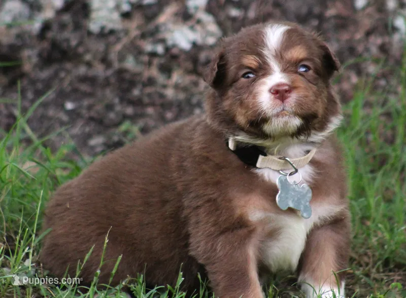 springer – Australian Shepherd puppy for sale in Cookeville, TN