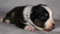 Jenna, a female Australian Shepherd for sale in Cookeville, TN – 5 of 9