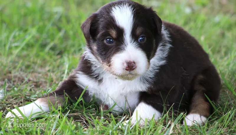 Harlie – Australian Shepherd puppy for sale in Cookeville, TN