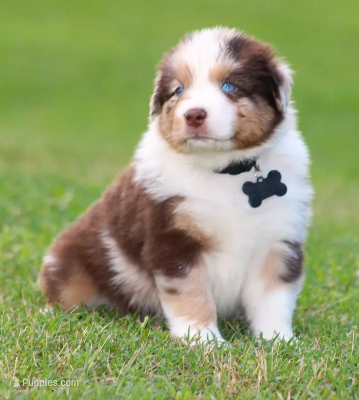 Alex – Australian Shepherd puppy for sale in Cookeville, TN