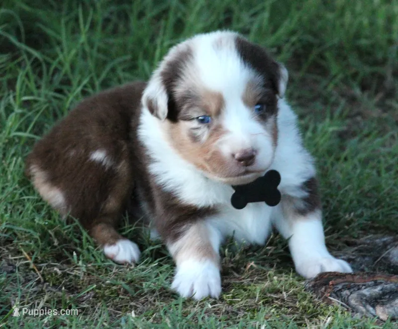 Alex – Australian Shepherd puppy for sale in Cookeville, TN