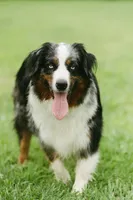 Charlotte, a female Australian Shepherd for sale in Cookeville, TN – 9 of 10
