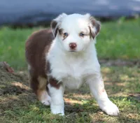 Roxy, a female Australian Shepherd for sale in Cookeville, TN – 3 of 10