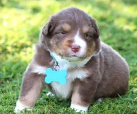 Shelby, a female Australian Shepherd for sale in Cookeville, TN – 3 of 8