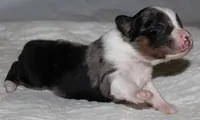 Savannah, a female Australian Shepherd for sale in Cookeville, TN – 4 of 10
