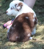 Roxy, a female Australian Shepherd for sale in Cookeville, TN – 5 of 10