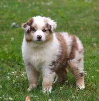 Maggie May, a female Australian Shepherd for sale in Cookeville, TN – 5 of 10